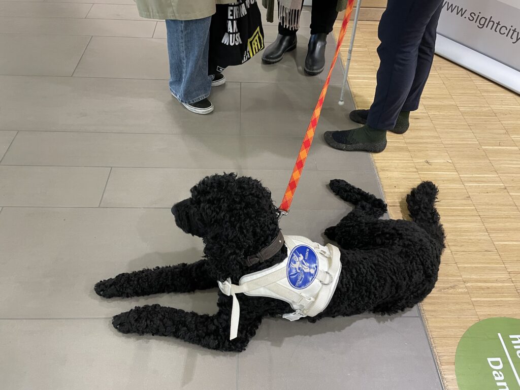 A black curly-haired poodle is lying calmly on the floor of an event venue. It is wearing a white guide dog harness with a blue badge and an orange leash. In the background, the legs of several people are visible, including one person with a white cane. On the right edge of the image, a banner reading "www.sightcity" is visible, along with a green sign reading "Blindenführhund" (guide dog).